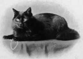 Mrs. Llttle's Bilack Persian Colleen.