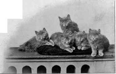 Mrs. Robinson's Blue Kittens