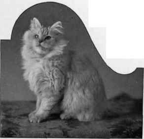 Mrs. Wellbye's Silver Veronica.