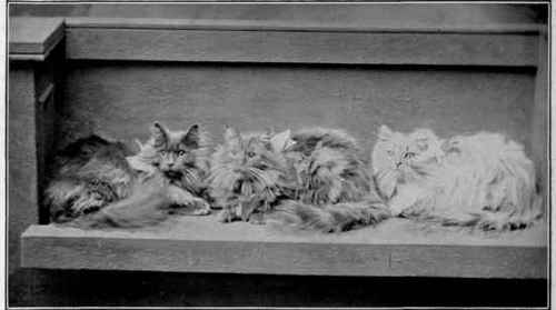 Neuter Pets Owned By Mrs. Hastings Lees