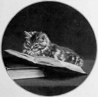 Patricia, Brown Tabby. Bred By Miss Fanny Ellis, Toronto
