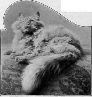 Puck, Son Of Mrs. Vidai.'s Eli.WAYDA.