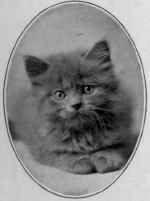 Rado. Blue, Owned By Mrs. Kress