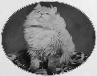 Shah Of Persia. The Property of Mrs. Anningson.