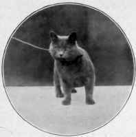 Sherdley Alexis.