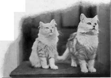 Silver Blossom's Two Buds