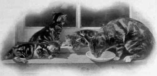 Tabitha's Afternoon Tea