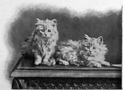 The Silver Lambkins.