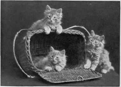 Three Little Americans