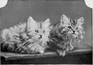 Two Kittens Bred By Miss Williams