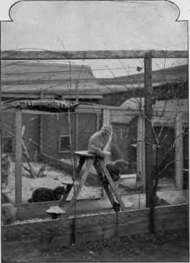 Mrs. Mackenzie Stewart's Cattery