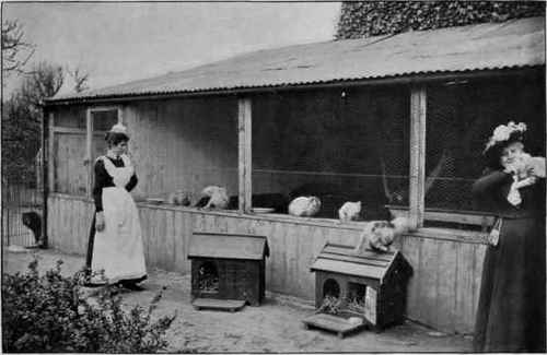Mrs. Walker Visiting Her Pets. Two Views Of Woodheys Cattery