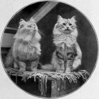 Silver Cats Belonging To Mrs. Clark, Of Ashbrittle
