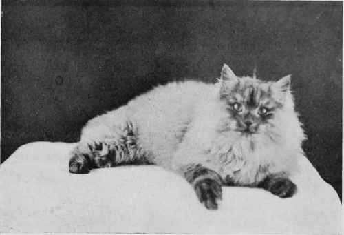 Champion Lord Sylvester.