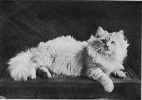 Everybody's Cat Book