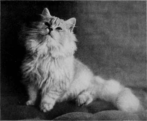 Silver Gleam (age 7 months).