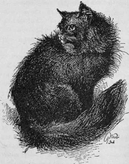 A Persian.