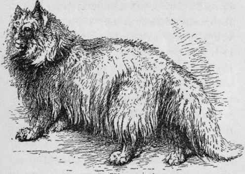 Angora.
