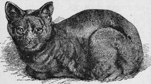 Blue Cat.