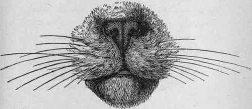Muzzle of Cat, Showing above, Nose point and Nostrils covered with Dense Mucous Membrane; at Sides, Vibriss�; and below, the Lips and Chin.