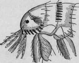 Pulex Serraticeps. (Enlarged 30 diameters.)