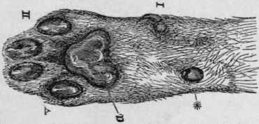 Right Forepaw of a Cat.