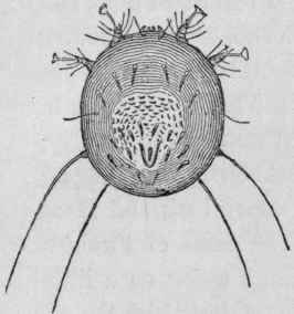 Sarcoptus Cati (Female)   Back
