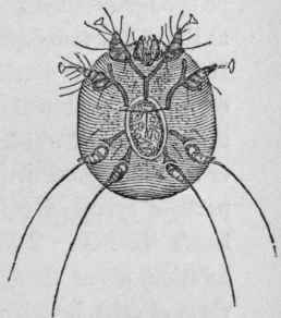Sarcoptus Cati (Female)   Betty