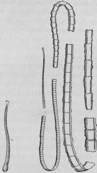 Tania Crassicolis.