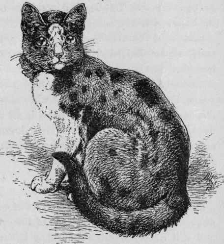 Tortoise shell and White.