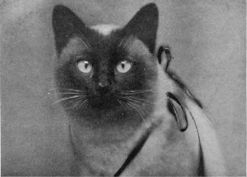 To show Face of Siamese
