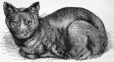 Archangel Blue Cat