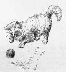 Black Blue Gray Red Or Any Self Colour Long Haired 64