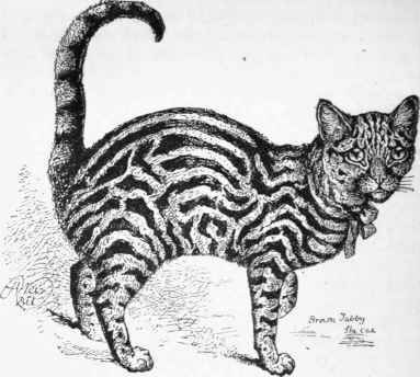 Brown Tabby   Bars The Right Width