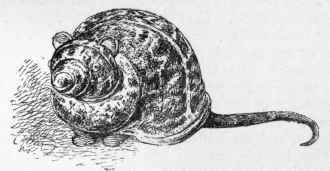 Cat Racing In Belgium 72