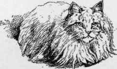 Long Haired Cats 12