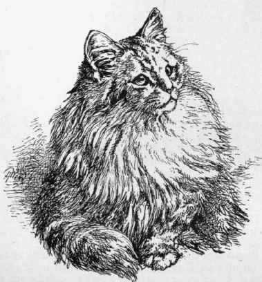 Miss moorb's kitten chloe