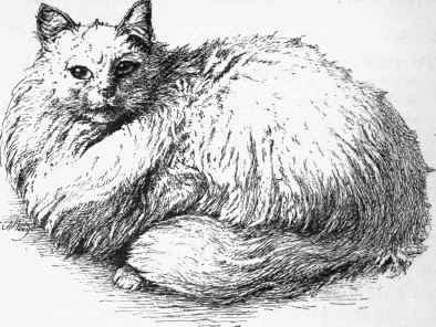 Mr. Clarke's Miss Whitey.