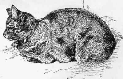 Mr. Smith's Prize He Cat
