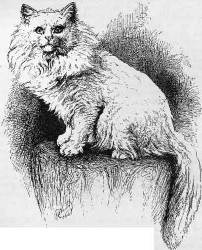 Mr. a. a. Clarke's tim.