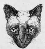 Mrs. Vyvyan's Royal Cat Of Siam