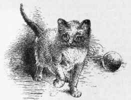 Of Kittens In General 57