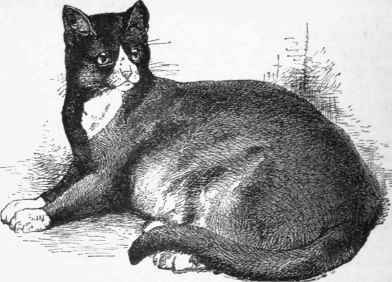 The Black And White Cat