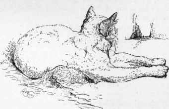 The Cat As A Tormentor