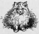The Russian Long Haired Cat 19