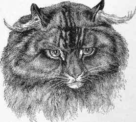 The Russian Long Haired Cat 22