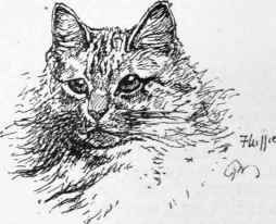 The Russian Long Haired Cat 26