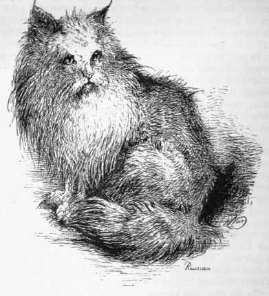 The Russian Long Haired Cat
