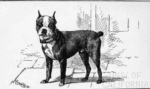 BOSTON  TERRlER.  TURPIN  MISS J.TOZ1ER.OWNER.