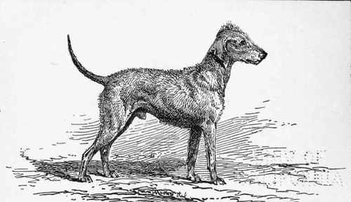 Bedlington Terrier . CH.  CLYDE BOY  R.H.SMITH.owner .
